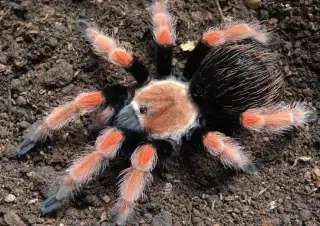 Sklípkani: Brachypelmy, Lasiodora, Nhandu, Pterinopelma