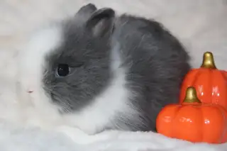 Nádherná miminka Teddy králíčků k rezervaci