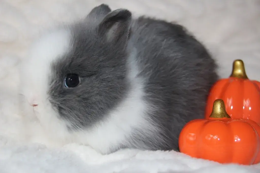 Nádherná miminka Teddy králíčků k rezervaci