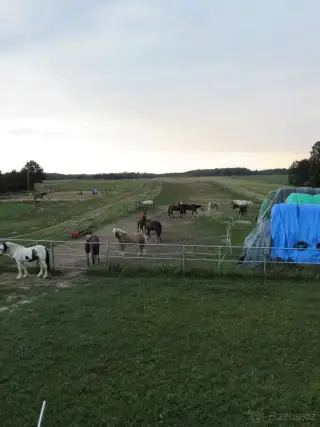 Boxové a venkovní ustájení koní.