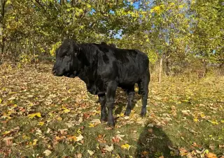Býčci Wagyu