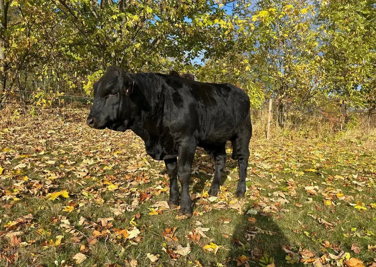 Býčci Wagyu