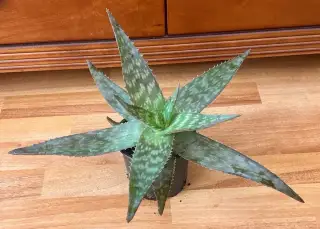 Aloe-kaktus-sukulent