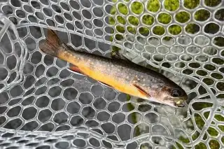 Siven americký násada 8cm