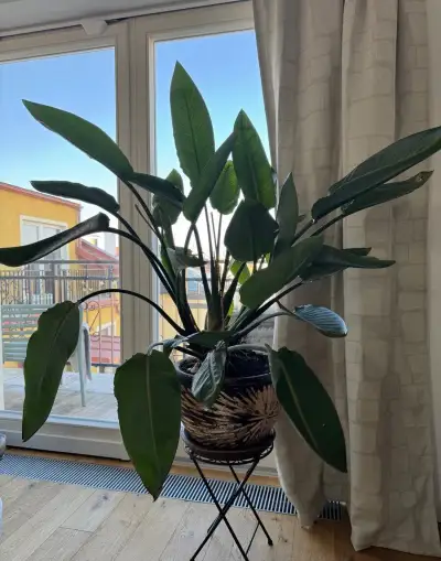 Strelície (Strelitzia) – velká kvetoucí palma
