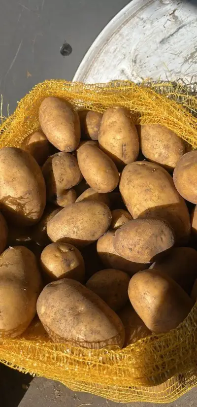 BRAMBORY PRO ZIMNÍ USKLADNĚNÍ