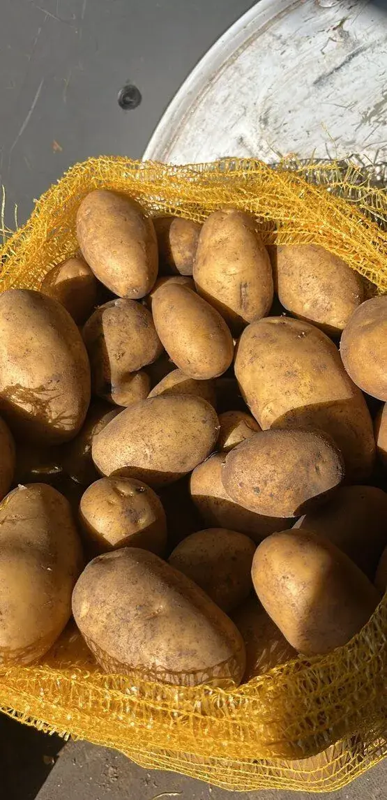 BRAMBORY PRO ZIMNÍ USKLADNĚNÍ