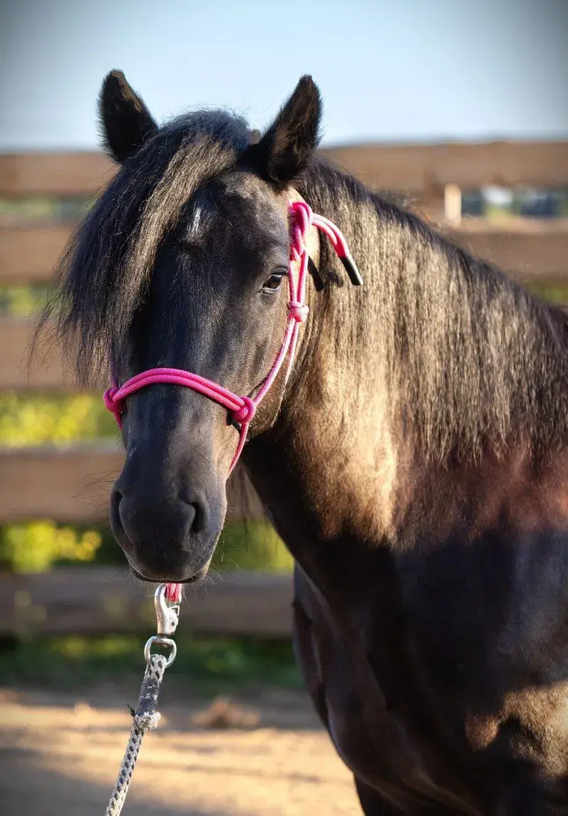 Valášek Fellský Pony