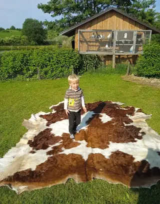 Koberce z hovězích kůží