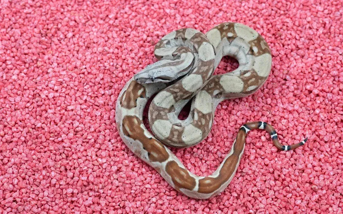 Hypo hetero Anery, Albino sharp