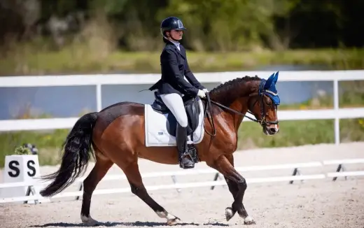 Sportovní líbivá pony klisna