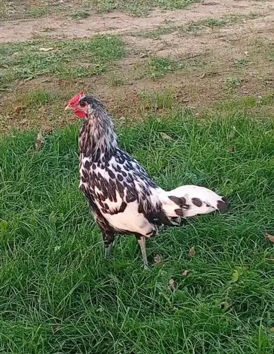 Hamburčanka - letošní kohout
