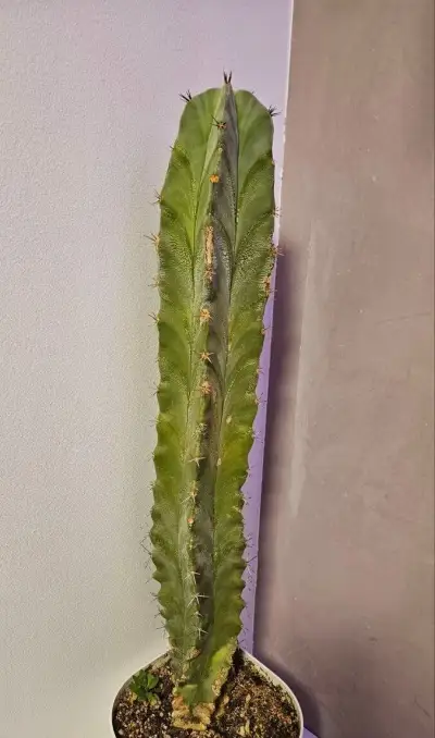 Vzrostlý sloupovitý kaktus, výška cca 68 cm