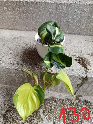 🌿 Na prodej: různé pokojové rostliny 🌿
