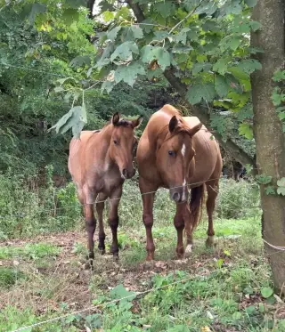 🐴✨️ Nádherná QH klisnička ✨️🐴