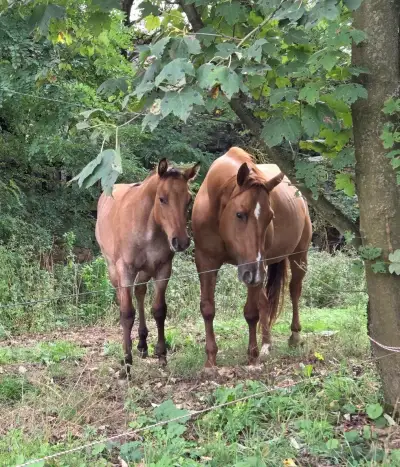 🐴✨️ Nádherná QH klisnička ✨️🐴