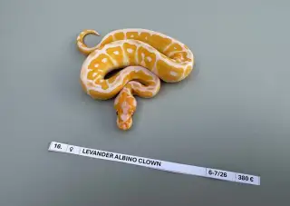Krajta královská Python regius vlastní odchov možnost doprav
