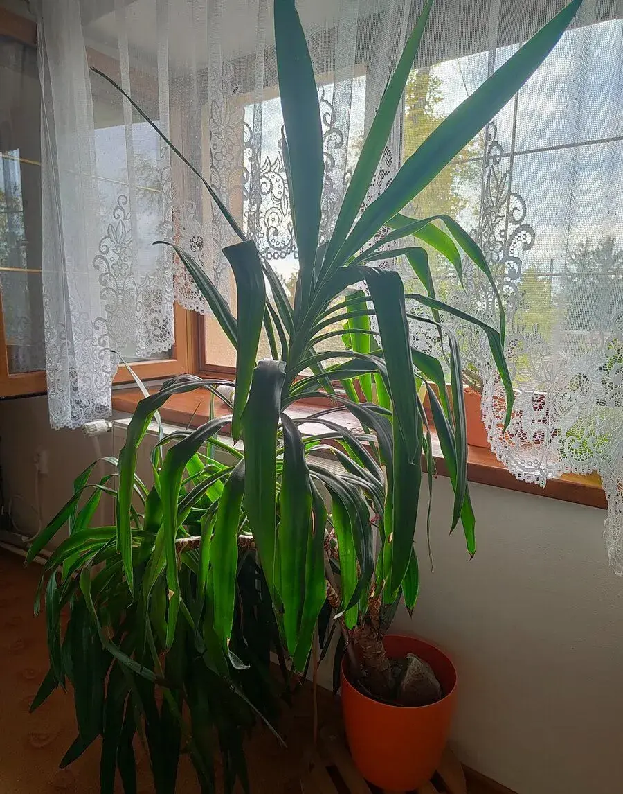 Dracena