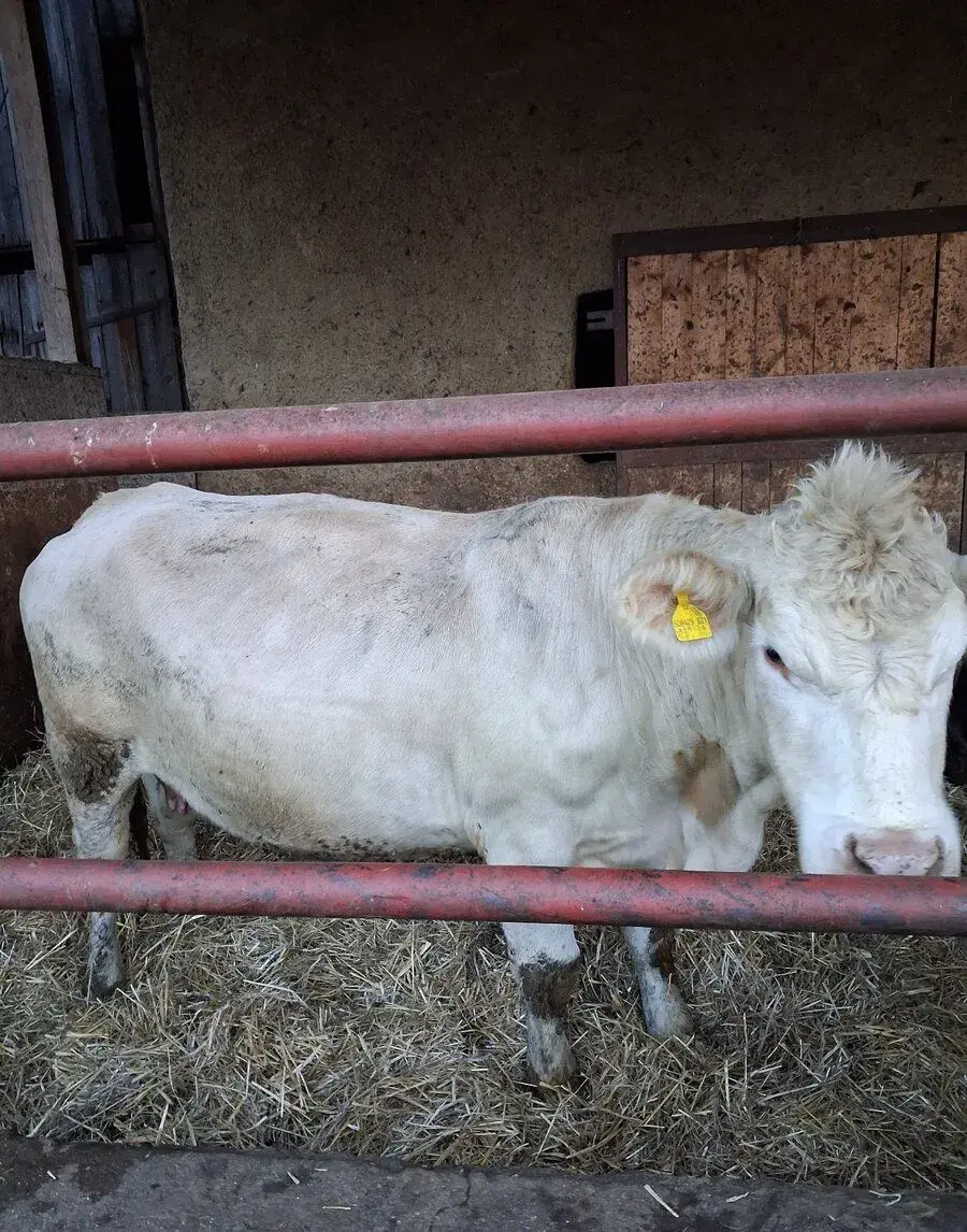Charolais