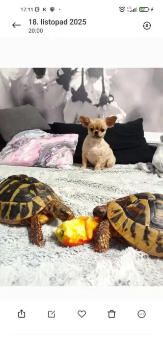 Desetileté suchozemské želvy