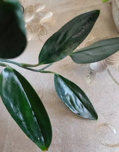 Scindapsus tr. Dark form