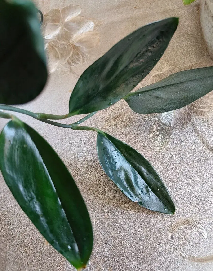 Scindapsus tr. Dark form