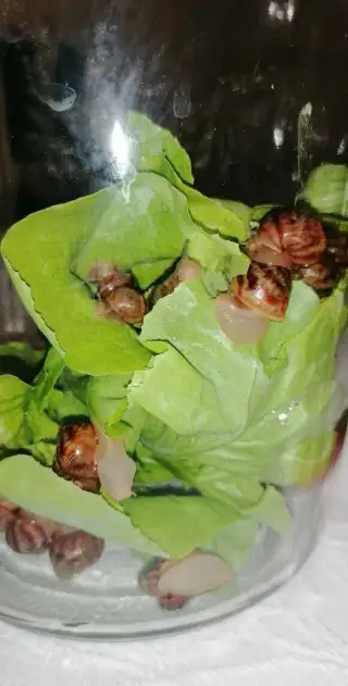 Africký šnek Achatiny achatiny Ghana