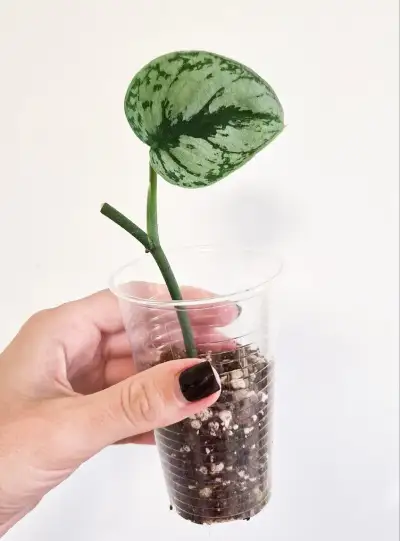 Scindapsus pictus Exotika