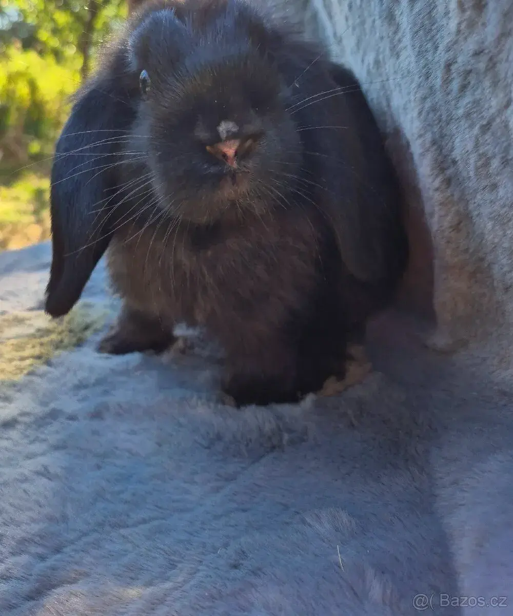 Minilop zakrslý králík, beránek, samice