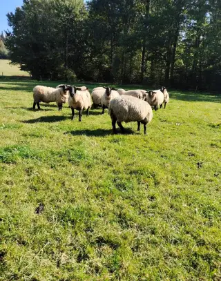 Suffolk