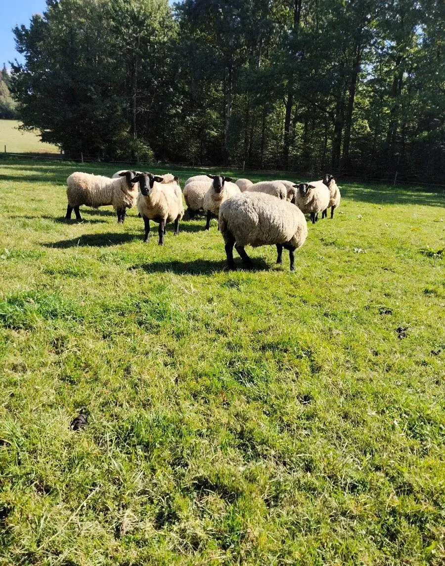 Suffolk