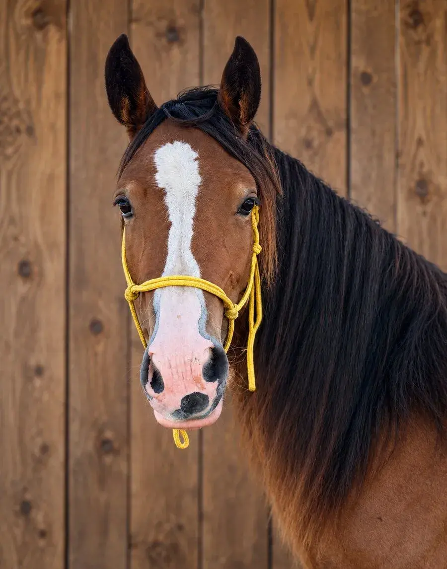 Klisna Welsh Cob 2,5 roku