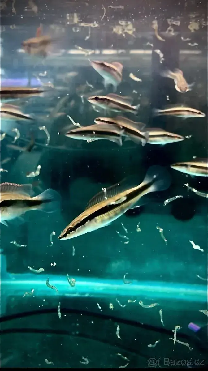 Chrenicichla johanna 18-24 cm