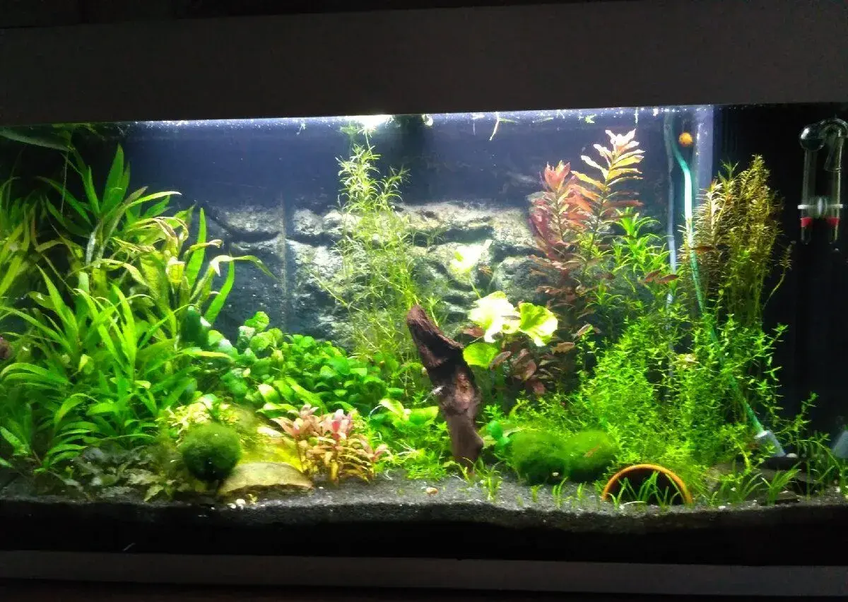 akvarijní rostliny