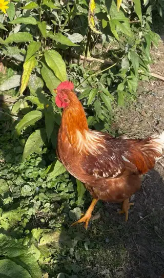 Kohouti