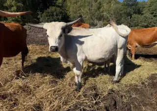 Čistokrevnou jalovičku texas longhorn.