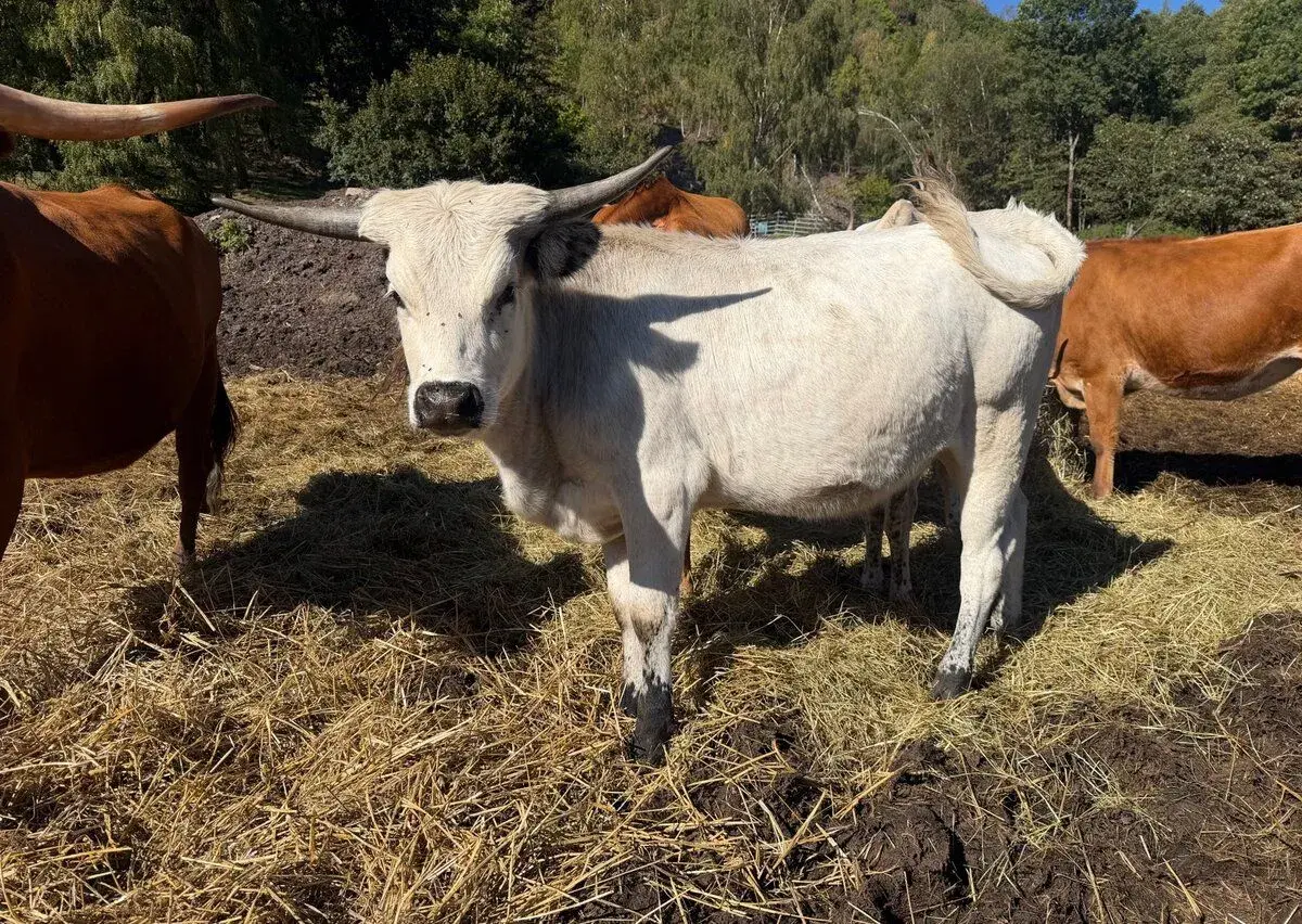 Čistokrevnou jalovičku texas longhorn.