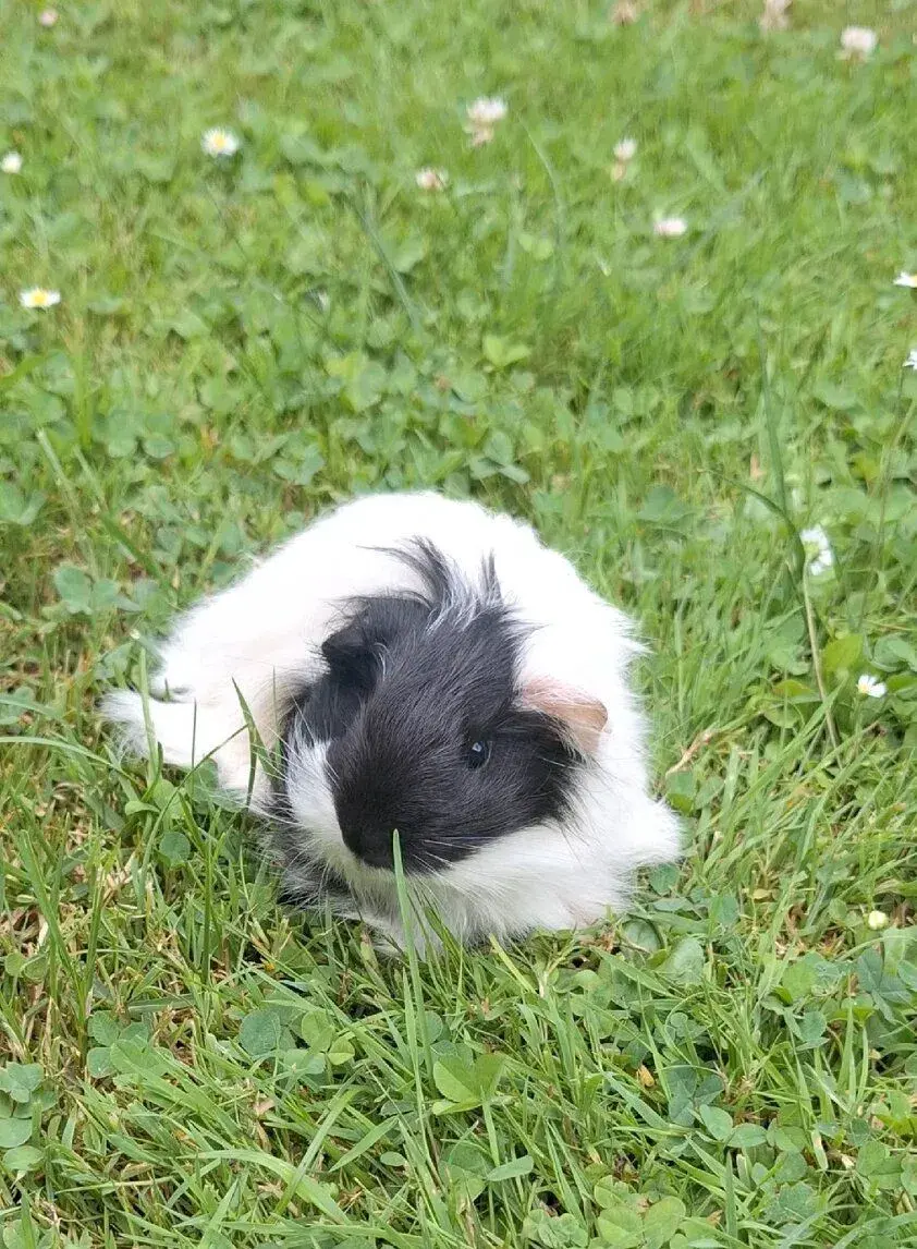 Dlouhosrsté morče, SHELTIE samec