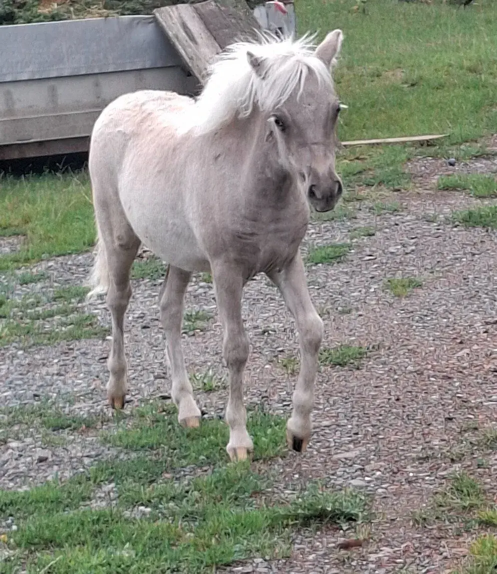Minihorse klisnička s PP