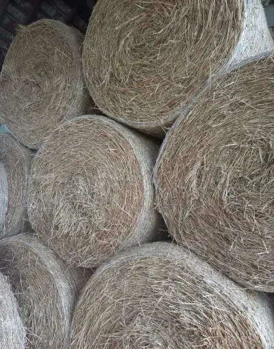 Slámu