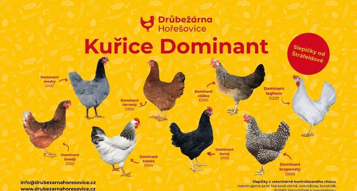 Barevné kuřice 18 týdnů - 10+1 ZDARMA