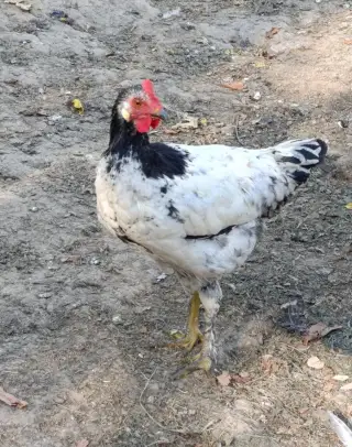 Kohouti