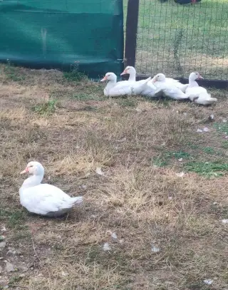 Kachny pižmové