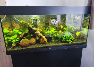 Krunýřovec skvrnitý, Ancistrus gold (krun. zlatý)