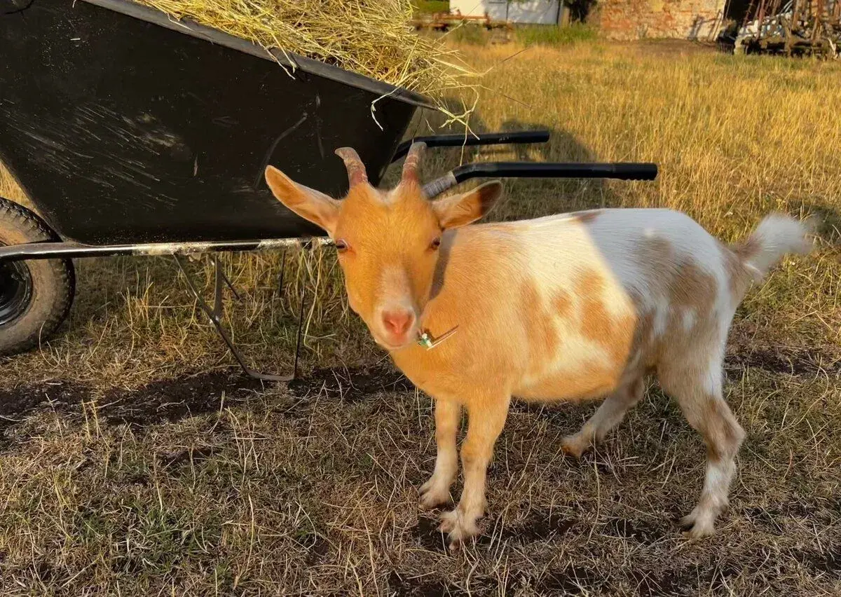 Holandská zakrslá koza
