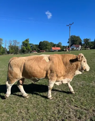 Plemenný býk mastný simentál, rok narození 2019