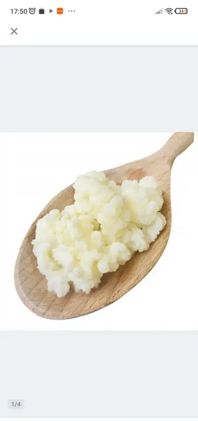 Tibetska houba (kefirova houbicka)