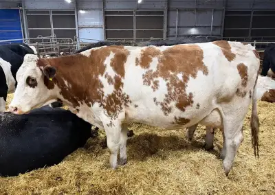 Vysokobřezí krávy + jalovice