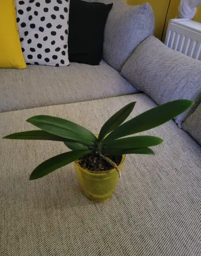 Žlutá orchidej s květináčem