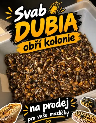 Šváb Argentinský DUBIA kolonie